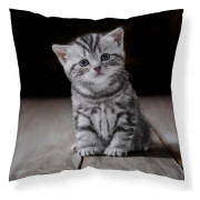 Poszewka Mikrofibra 3D 40x40cm Szary Kotek