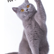 Ręcznik Bawełniany 30x50 Szary Kotek