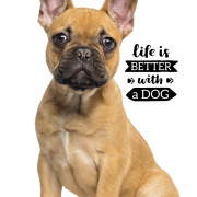 Ręcznik Bawełniany 30x50 Buldog